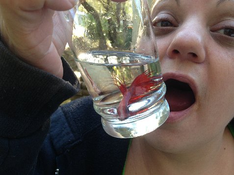 (image for) Cathy and the Picnic Fish